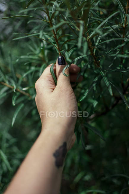Mujer mano tocando hojas - foto de stock
