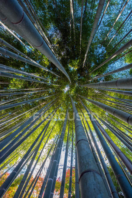 An Image of Bamboo Forest — Stock Photo