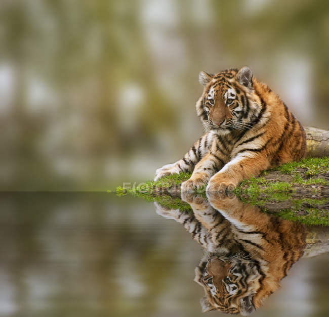 Bella immagine di bello cucciolo di tigre rilassante sul tumulo erboso re — Foto stock