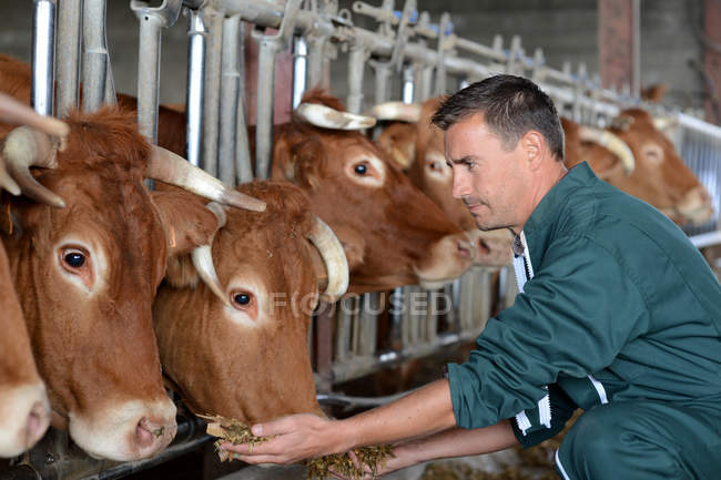 Gros plan sur les vaches nourries par des éleveurs — Photo de stock