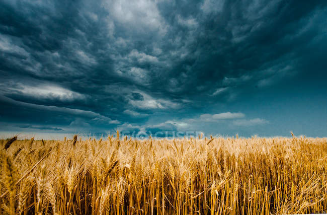 Sturm dunkle Wolken über dem Feld — Stockfoto