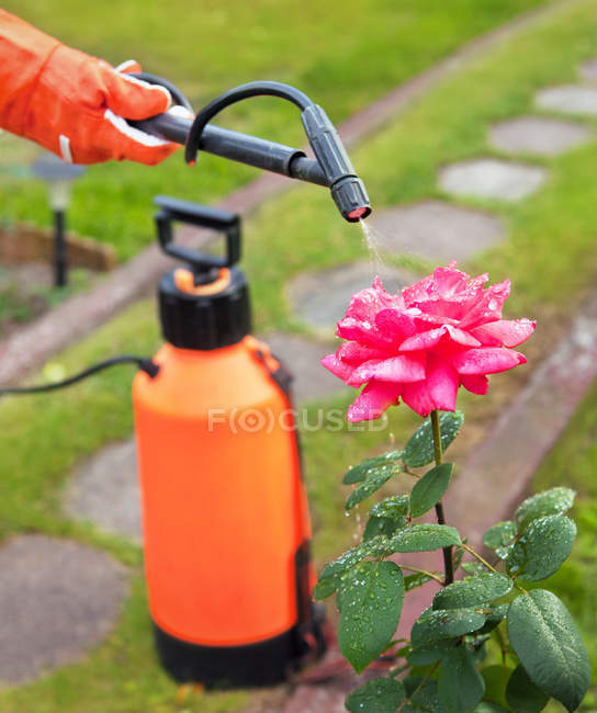 Proteger a planta de vermes com pulverizador de pressão — Fotografia de Stock