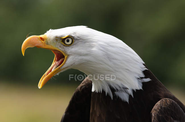 Bald Eagle — Stock Photo