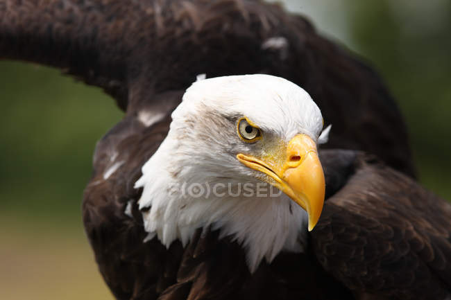 Aquila calva in volo — Foto stock