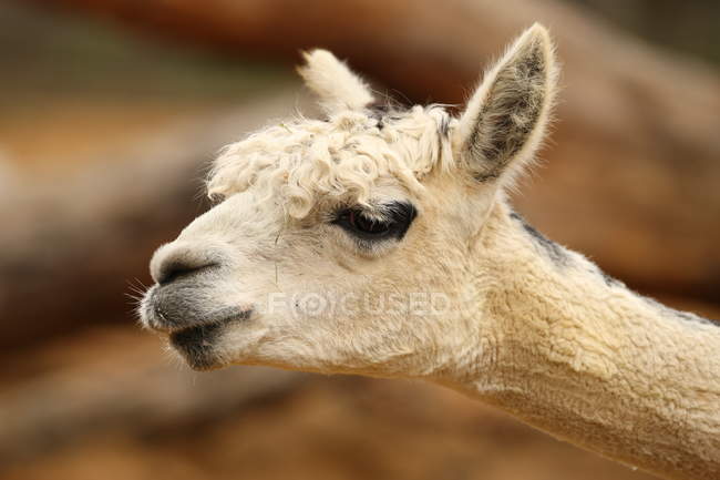 Alpaca — Fotografia de Stock