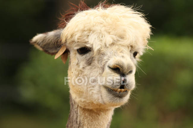 Alpaca — Foto stock