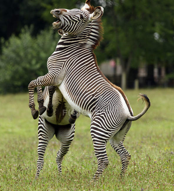 Kampf gegen Zebras — Stockfoto