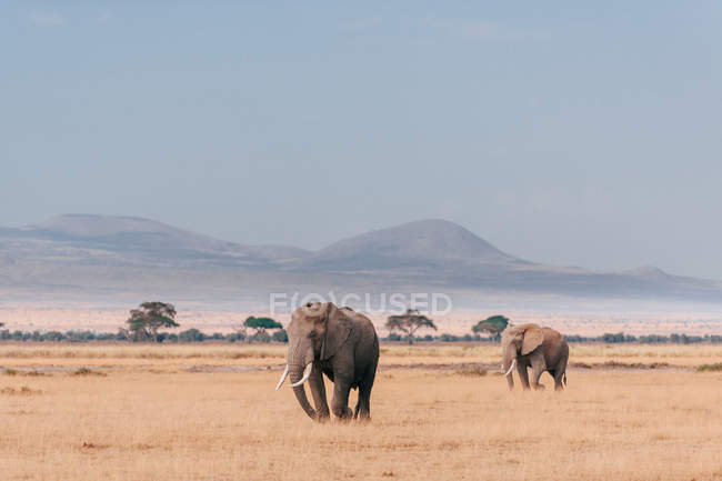 Two elephants on dried grass field — Stock Photo