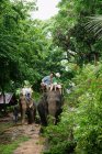 Dos parejas de turistas cabalgando sobre dos elefantes - foto de stock