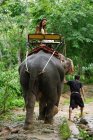 Mujer montando en elefante - foto de stock