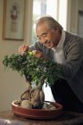 Hombre mayor poda su bonsái - foto de stock