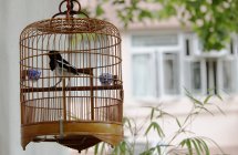 Cage à oiseaux en osier — Photo de stock