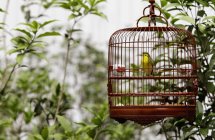 Wicker bird cage — Stock Photo