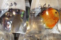 Peixes coloridos em sacos de plástico — Fotografia de Stock
