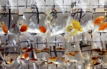 Colored fish in plastic bags — Stock Photo