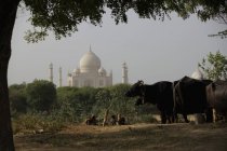 Vacas con el Taj Mahal en el fondo . - foto de stock