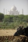 Cow in field with the Taj Mahal — Stock Photo
