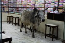 Toro en la tienda textil - foto de stock