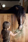 Мальчик кормит лошадь — стоковое фото