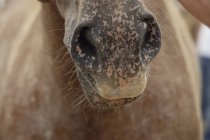 Boca de cavalo marrom — Fotografia de Stock