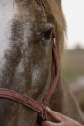 Olho de cavalo e mão humana — Fotografia de Stock
