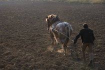 Homme à charrue tirée par un cheval — Photo de stock