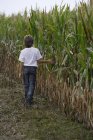 Хлопчик ходить по кукурудзяному полю — стокове фото