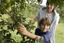 Батько і син збирають яблука — стокове фото