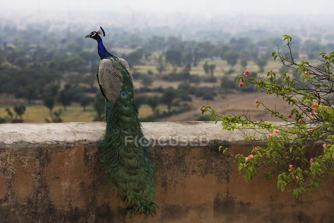 Peacock sitting on ledge — Stock Photo