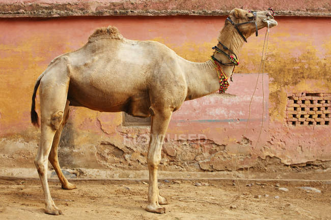 Porträt eines Kamels, das in der Nähe einer Mauer steht — Stockfoto