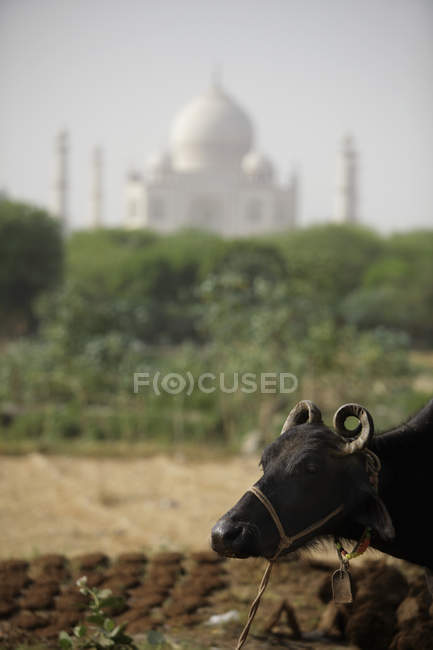 Vache dans le champ avec le Taj Mahal — Photo de stock