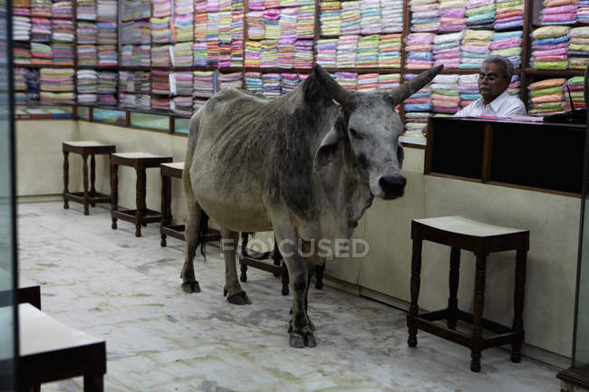 Toro in negozio tessile — Foto stock