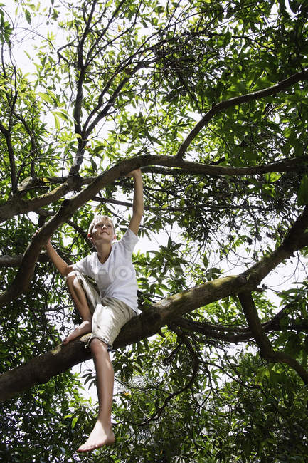 Jeune garçon sur l'arbre — Photo de stock