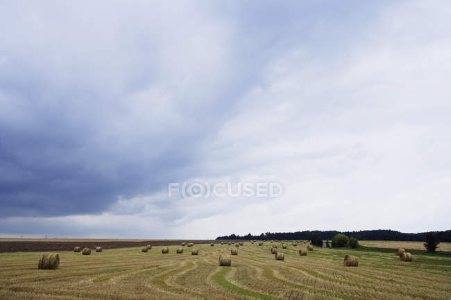 Поле с стогами сена в дневное время — стоковое фото
