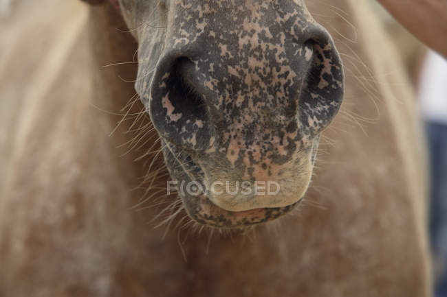 Brown horse mouth — Stock Photo