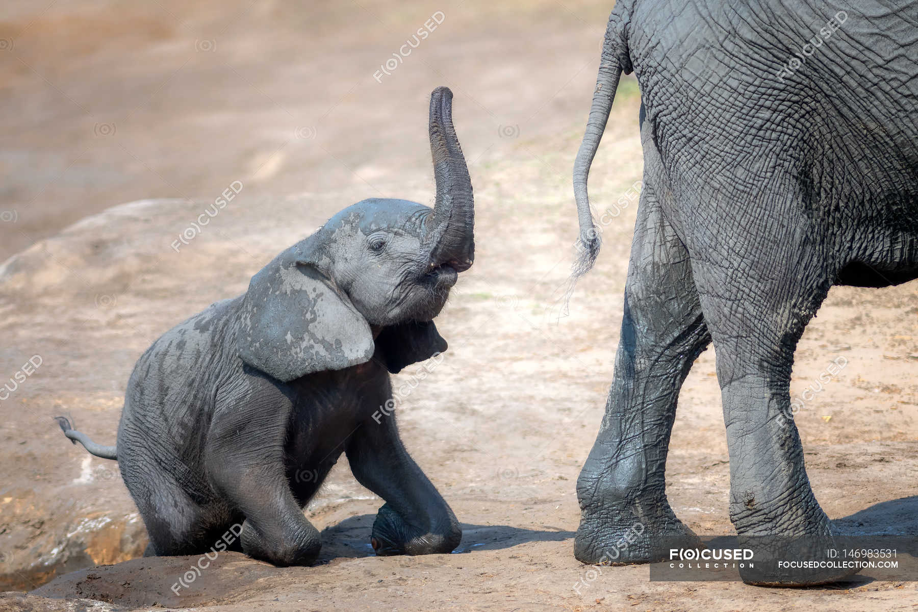 Elephant Calf Climbing Out Of Water Hole Stock P Os Elephant Calf Climbing Out Of Water Hole Stock P Os