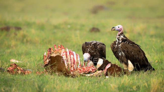 focused_183144888-Vultures-eating-prey.jpg