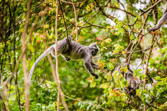 Macaque Monkey Swinging On Tree Branches In Bako National