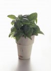 Basilic frais en pot — Photo de stock