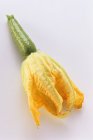 Zucchini Blossom with Zucchini on white surface — Stock Photo