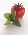 Tomate mit Basilikumzweig — Stockfoto