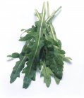 Fresh green Arugula — Stock Photo