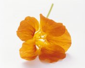 Primo piano vista di arancio fiore di nasturzio su superficie bianca — Foto stock
