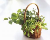 Closeup view of one wicker basket of Pimpinella plants — Stock Photo
