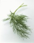 Sprig of Green Dill — Stock Photo
