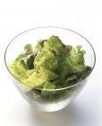 Mixed Lettuce in Glass Salad Bowl — Stock Photo