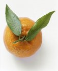 Naranja con dos hojas - foto de stock