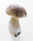 Funghi Porcini, primo piano — Foto stock