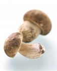 Два білих грибів гриби — стокове фото