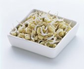 Bean Sprouts in Rectangular Dish on white background — Stock Photo